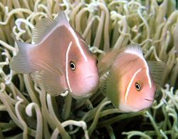 Cute pair of skunk anemone fish on a Bunaken dive site. by Rob Spray 